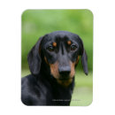 Search for short haired miniature dachshund magnets Bob and pam langrish