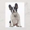 Search for french thank you postcards Frenchie