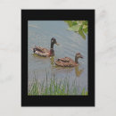 Search for mallards postcards Photography
