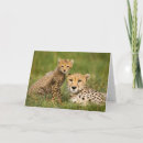 Search for cheetah cub cards Cute