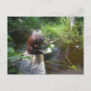 Search for borneo postcards Indonesia