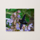 Search for violacea Bee