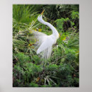 Search for mate posters Bird