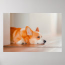 Search for corgi posters Queen's dog