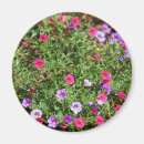 Search for petunia magnets Flowers
