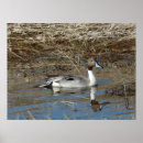 Search for drake posters Ducks