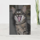Search for funny kittens cards Animals