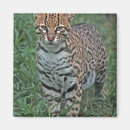 Search for endangered species magnets Wildlife