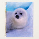 Search for seal planners Wild animals