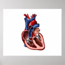 Search for low section posters Anatomy