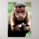 Search for black monkey posters Animal
