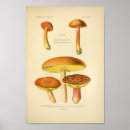 Search for champignons posters Vintage