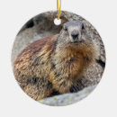Search for groundhog christmas tree decorations Marmot