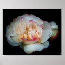 Search for blissful posters Floral