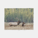 Search for danita delimont blankets Bull elk