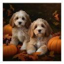 Search for cockapoo posters Puppy