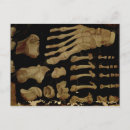 Search for anatomically postcards Fabricius