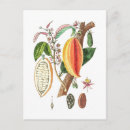 Search for cacao postcards Cocoa