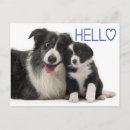 Search for border collie postcards Puppy