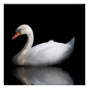 Search for white swan posters Animal