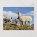 Search for lama postcards Animal