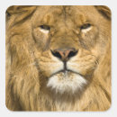 Search for african lion stickers Zoo