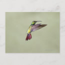Search for mango photography Birds around the world
