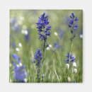 Search for spring bulbs magnets Bloom