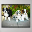 Search for australian shepherd puppy posters Dog