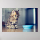 Search for baby blue eye posters Cute baby animal