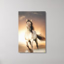 Search for black stallion canvas prints Equine