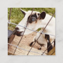 Search for farm animal business cards Photography