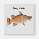 Search for hogs magnets Colourful