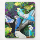 Search for budgerigar electronics Birds