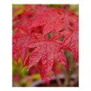 Search for maples posters Autumn