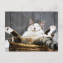 Search for cat on a bed postcards Feline