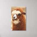 Search for alpaca canvas prints Animals