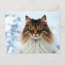 Search for maine coon postcards Pet