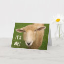 Search for lamb birthday cards Funny