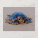 Search for honu postcards Beach