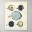 Search for optometry posters Medical