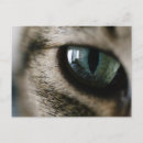 Search for brown eye postcards Cat