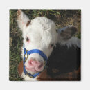 Search for cow magnets Calf