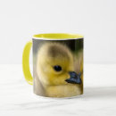 Search for cute chicken mugs Baby chicks