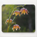 Search for plaids photography Flowers