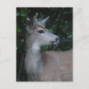 Search for buck postcards Deer