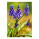 Search for grape hyacinth posters Purple