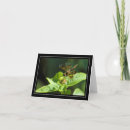Search for flying insects cards Dragonflies