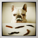 Search for moustache posters French bulldog