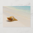 Search for conch shell postcards Sand